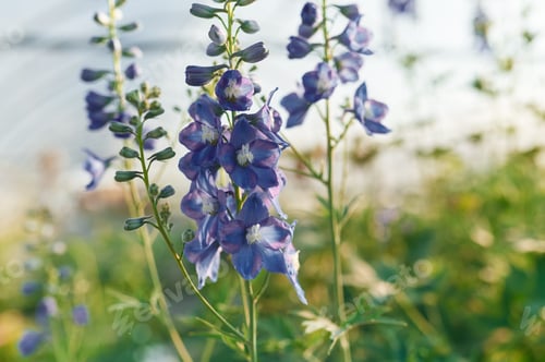 Preview: Focused close up view. Beautiful plants or flowers in the greenhouse