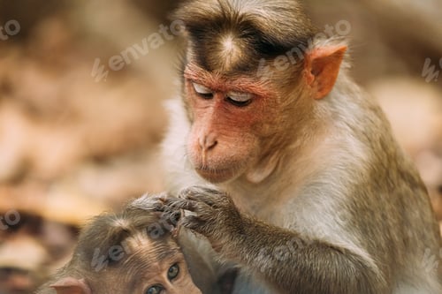 Preview: Goa, India. Bonnet Macaque - Macaca Radiata Or Zati Is Looking For Fleas On Its Cub. Close Up