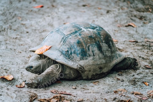 Preview: Aldabra Giant Turtle in local park on La Digue Island, Seychelles