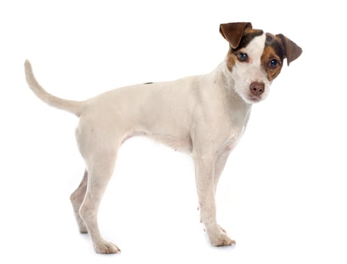 Preview: jack russel terrier