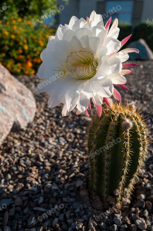 Preview: Blooming cactus flower in the desert of Tucson, Arizona