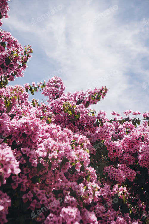 Preview: Blooming Pink Flowers Against a Sunny Sky