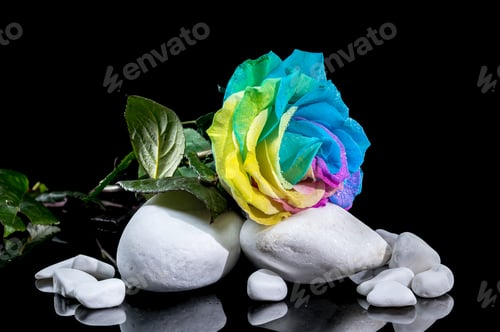 Preview: Rainbow Rose with Dewdrops on White Stones and Black Background