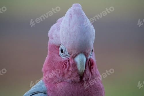Preview: bird, cockatoo galah, parrot, pet