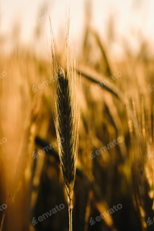 Preview: Wheat field at sunset . Golden ears of wheat . The concept of harvest