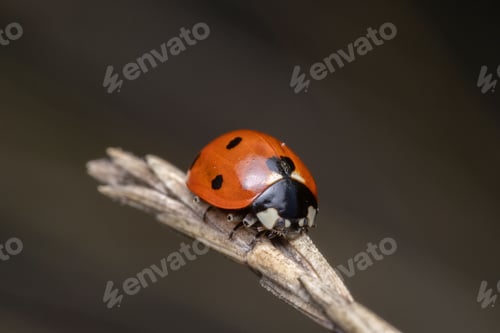 Preview: Closeup shot of a ladybird perched on a stick.