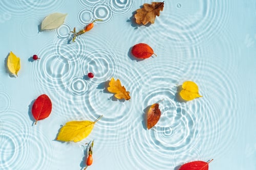 Preview: Multi-colored autumn leaves on the background of water with drops and waves
