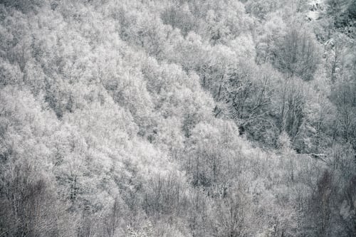 Preview: Hoar Frost freezes the bare branches of trees in the forest