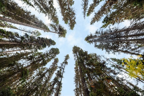 Preview: Below of tall pine tree green leaves and blue sky in autumn forest at national park