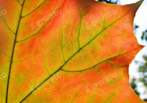 Preview: autumn leaf glowing in sunlight