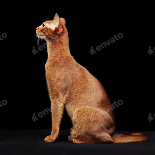 Preview: Portrait of beautiful young abyssinian cat
