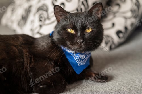 Preview: black beautiful fluffy cat on the couch