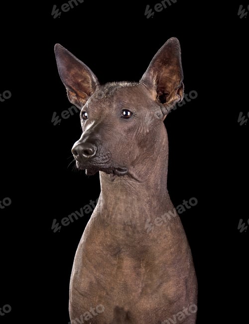 Preview: Portrait of Mexican Hairless Dog