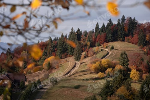 Preview: Beautiful autumn forest