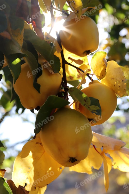 Preview: Ripe yellow quince fruit on the branch of the tree on a sunny autumn day
