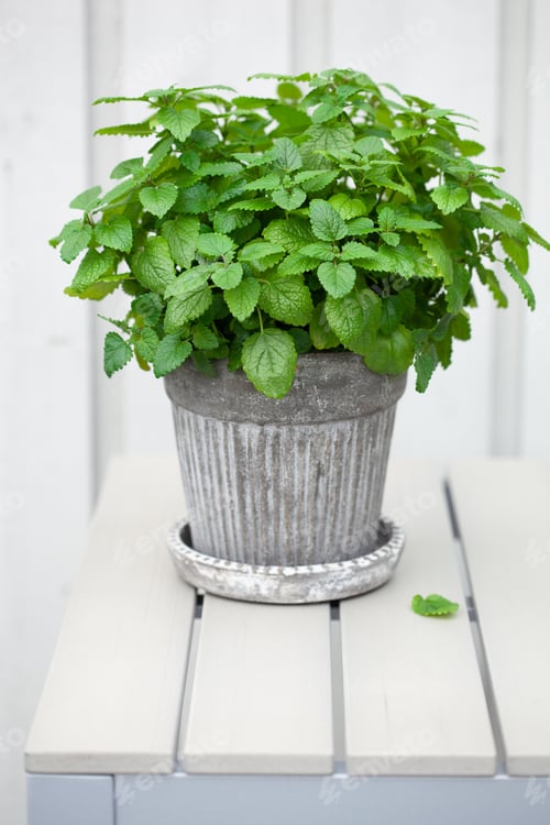 Preview: lemon balm (melissa) herb in flowerpot on balcony, urban container garden concept