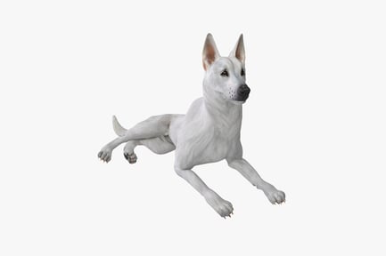 Preview: Recumbent white german shepherd