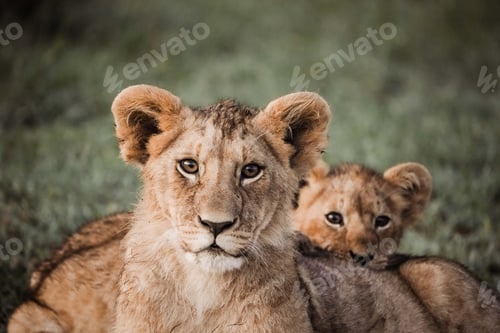 Preview: Closeup shot of beautiful mother lioness and cub in their habitat