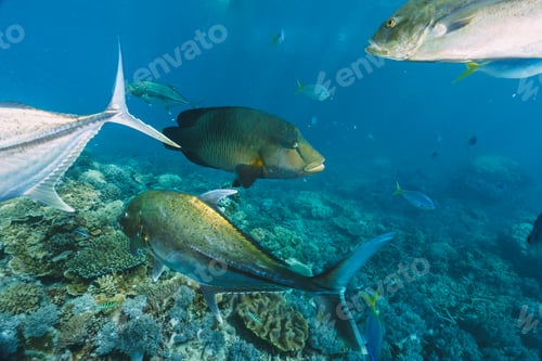 Preview: Cheilinus undulatus, maori wrasse humphead fish in australia