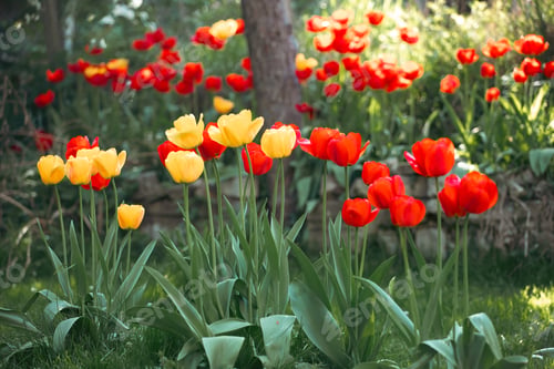 Preview: Flowering tulips in the garden.