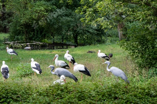 Preview: The stork is a large white bird.