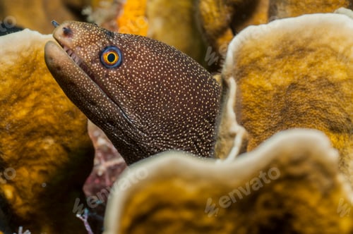 Preview: Golden moray eel in coral lair, Cancun, Mexico