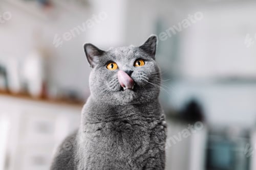 Preview: British cat with tongue out licking his lips.