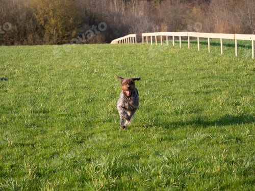 Preview: Happy dog running to camera