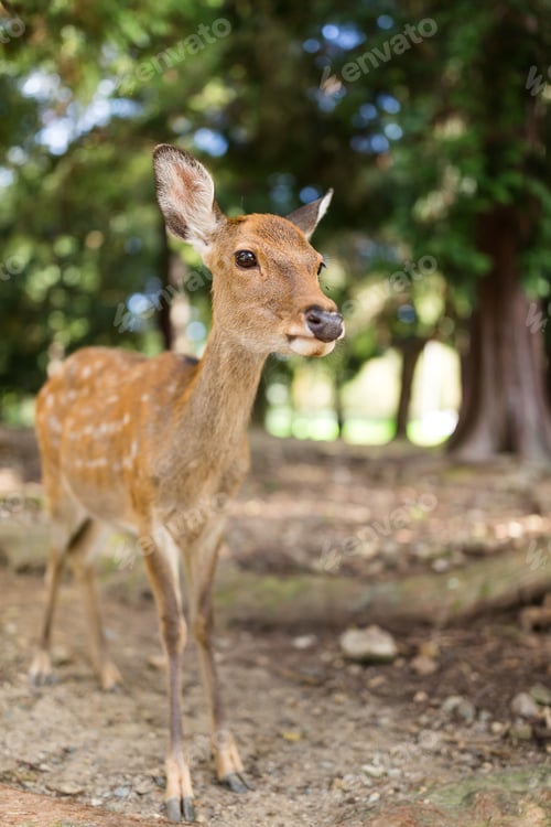 Preview: Wild deer in natural habitat wildlife