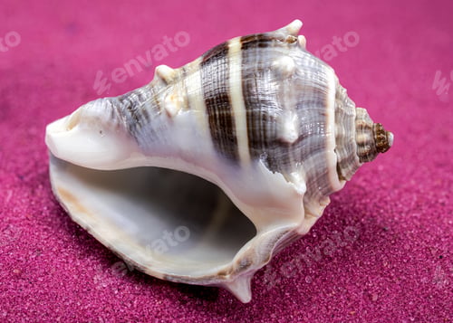 Preview: Melongena Shell on red sand background