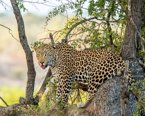Preview: Best wildlife sanctuary in the world