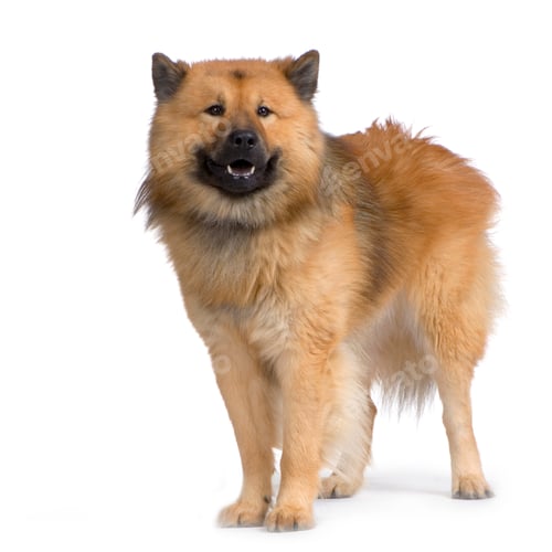 Preview: Eurasier