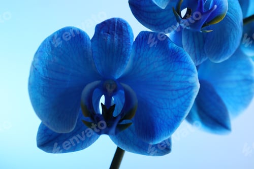 Preview: Beautiful blue orchid flower on color background, closeup