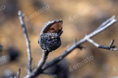 Preview: Close up of a burnt tree in the forest after a bush fire, new life and new growth.