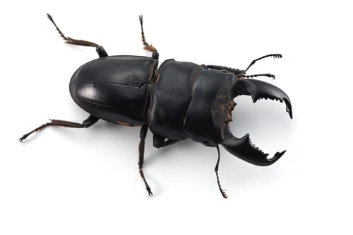 Preview: Giant Stag Beetle isolated on white background
