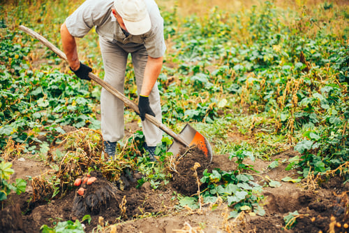 Preview: Fresh Potatoes Dig From Ground in The farm. Potato Harvesting