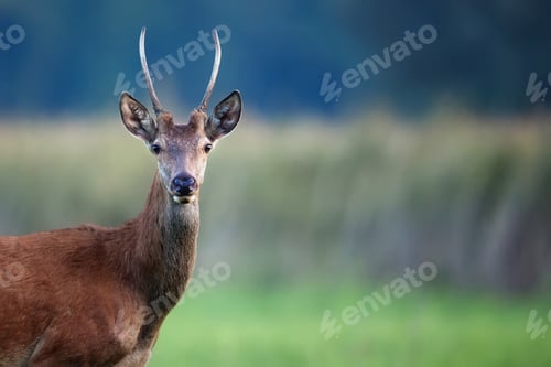 Preview: Red deer in a clearing in the wild