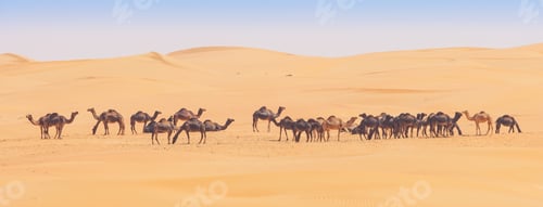 Preview: Camels in the Empty Quarter