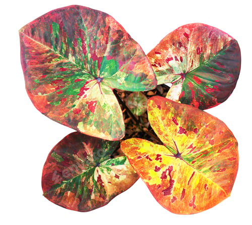 Preview: caladium on white background isolate with clipping path. Queen of the leaves plants.