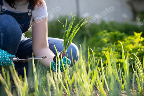 Preview: Closeup photo of woman digging out onion with spade