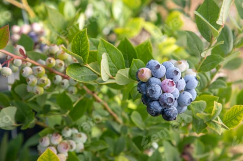 Preview: Blueberry farm with bunch of ripe fruits on tree during harvest season in Izmir, Turkey.