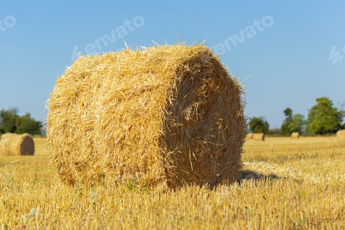 Preview: Golden hay bales in countryside