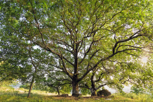 Preview: Oak tree. Quercus cerris Cerro