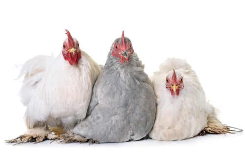 Preview: pekin chicken in studio