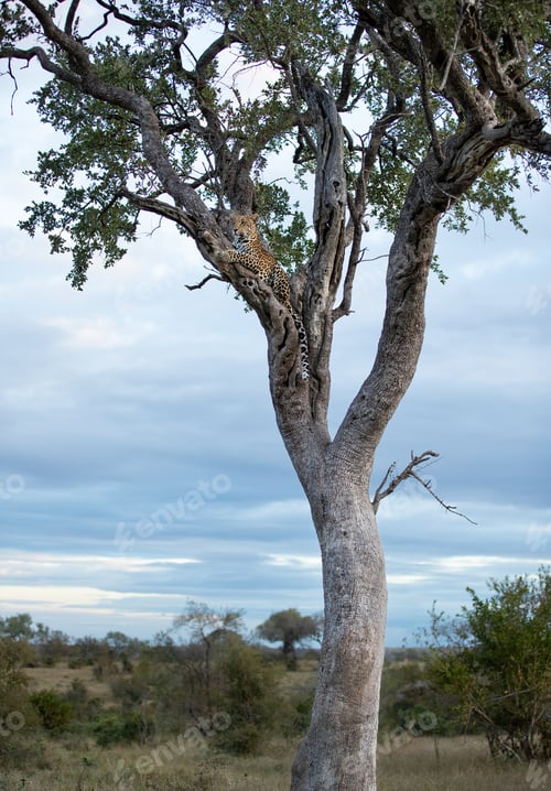 Preview: A leopard, Panthera pardus, lies down in a leadwood tree, gazes out.