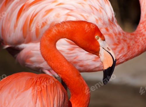 Preview: Gorgeous Caribbean flamingo the most colorful of all flamingos
