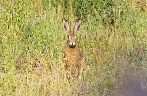 Preview: Brown hare, lepus europaeus, european hare