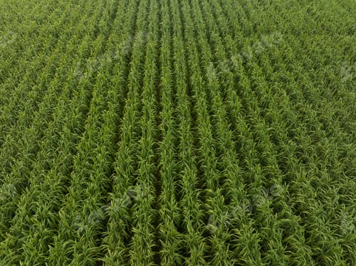 Preview: Aerial view of sugarcane plants growing at field