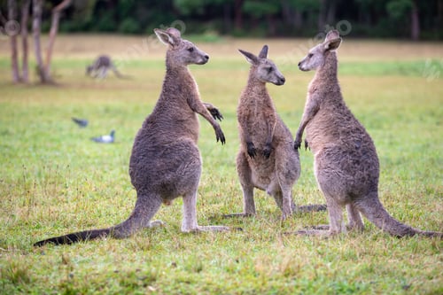 Preview: Eastern Grey Cangaroo