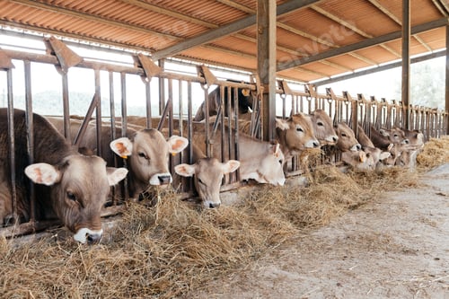 Vista previa: Cattle Grazing On Hay In A Covered Barn During Daytime Feed